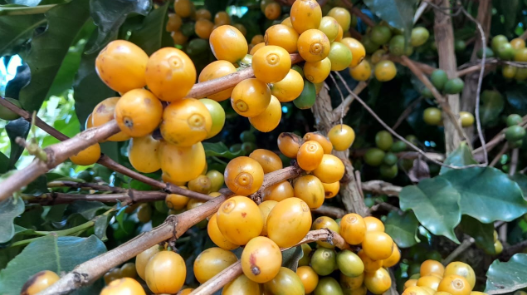 Catuai Amarelo