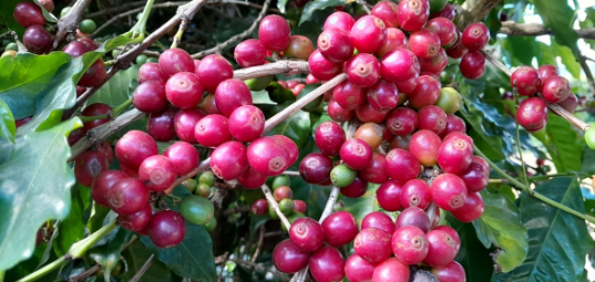 Catuaí Vermelho